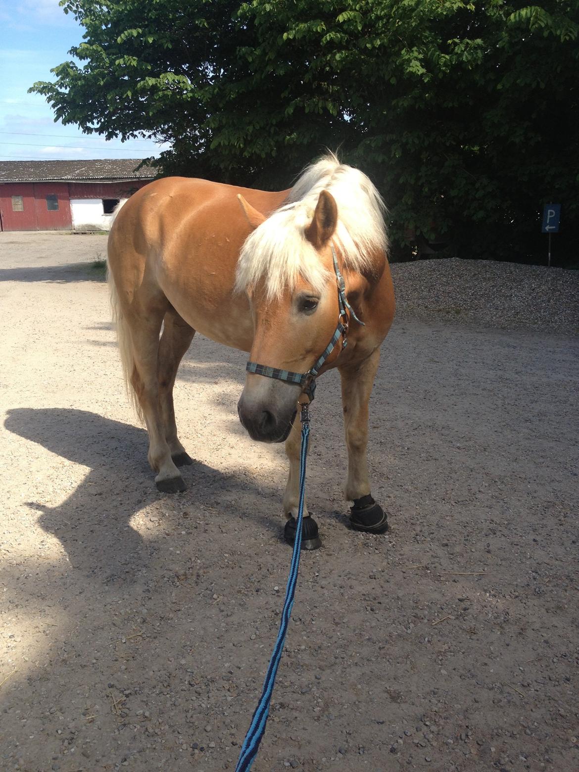 Tyroler Haflinger Wilox billede 7