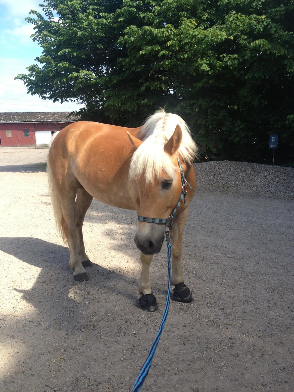 Tyroler Haflinger Wilox billede 10