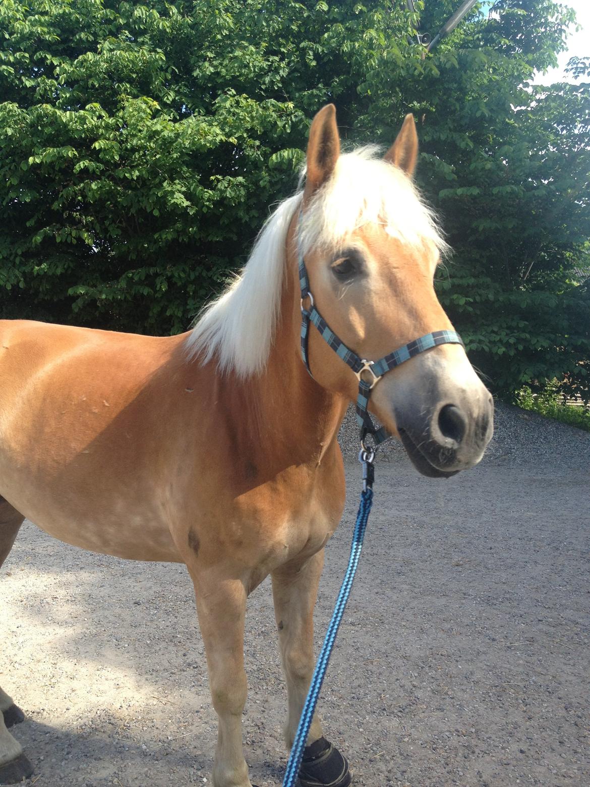 Tyroler Haflinger Wilox billede 11