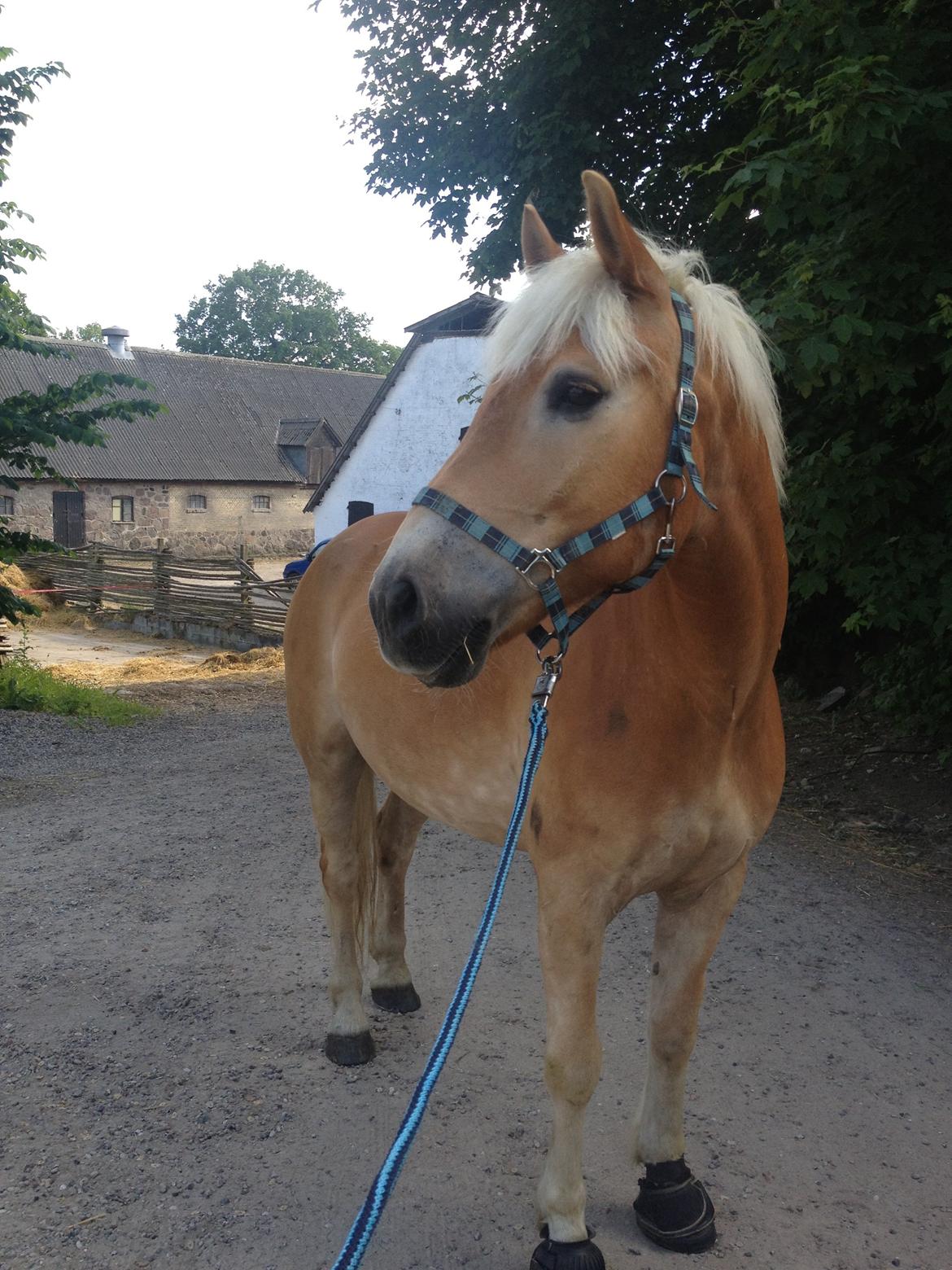 Tyroler Haflinger Wilox billede 12