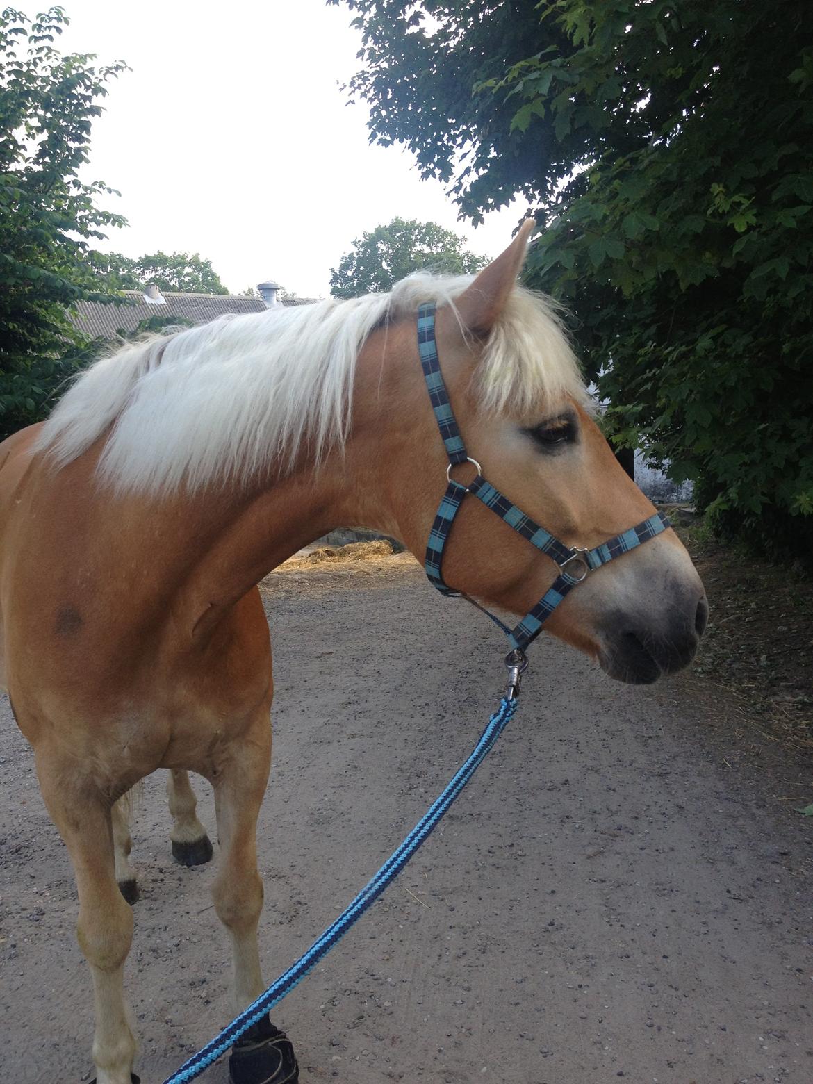 Tyroler Haflinger Wilox billede 15