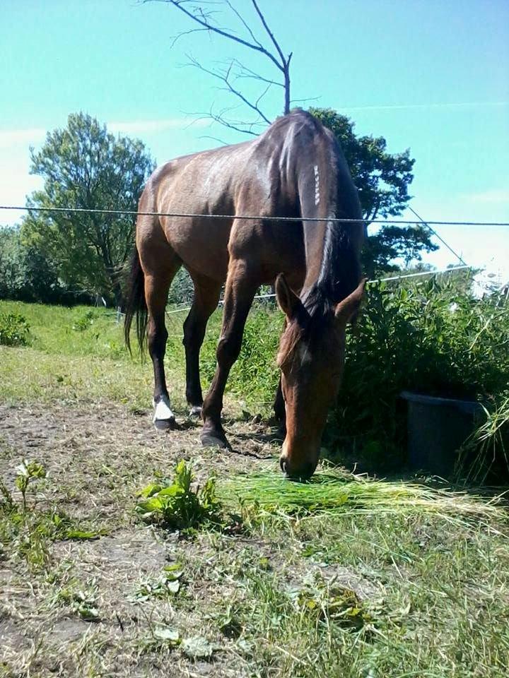 Traver Happy Day Rex (Zulu) billede 10