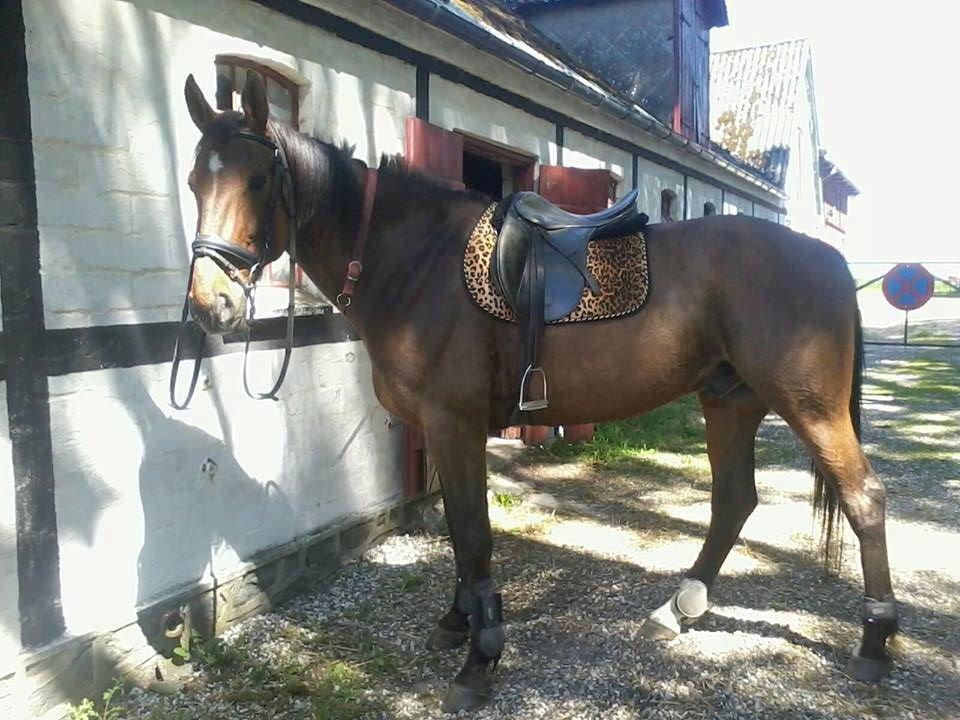 Traver Happy Day Rex (Zulu) billede 11