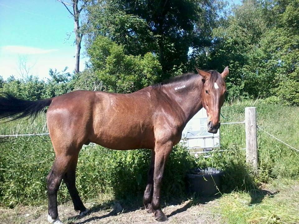 Traver Happy Day Rex (Zulu) billede 12