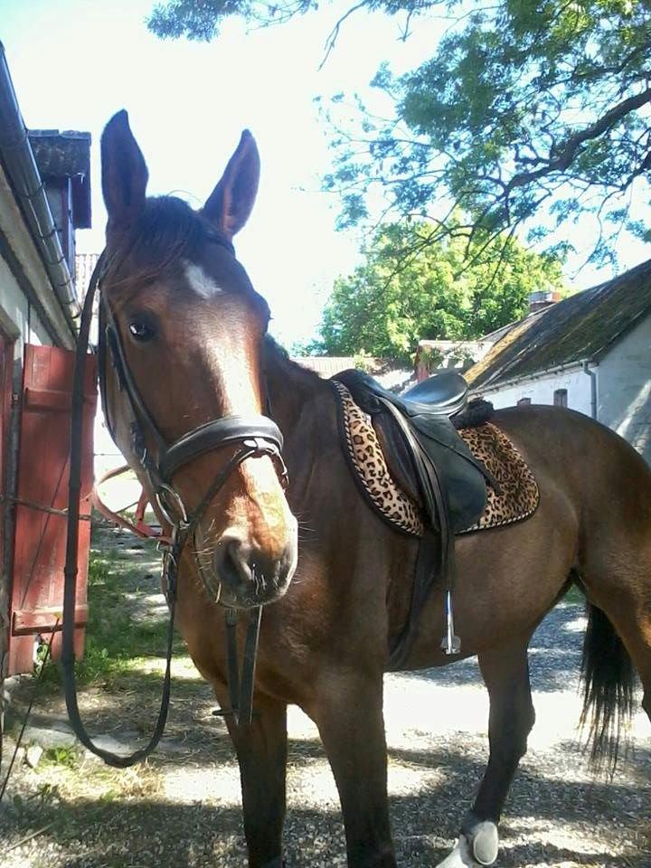 Traver Happy Day Rex (Zulu) billede 13