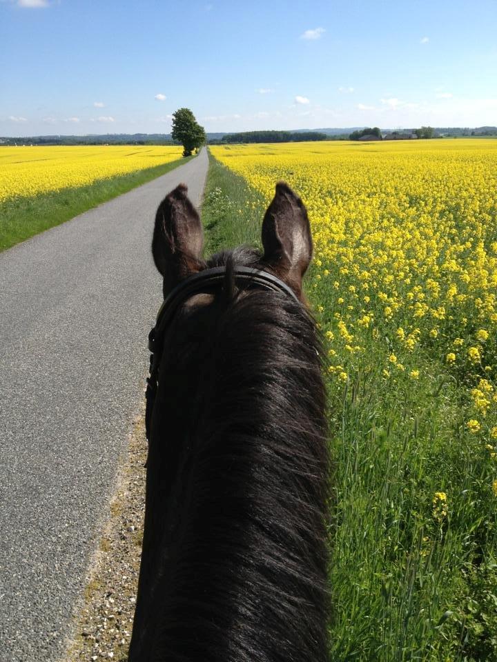 Anden særlig race Rosalin billede 2