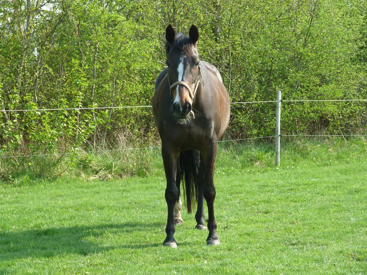 Anden særlig race Rosalin billede 3