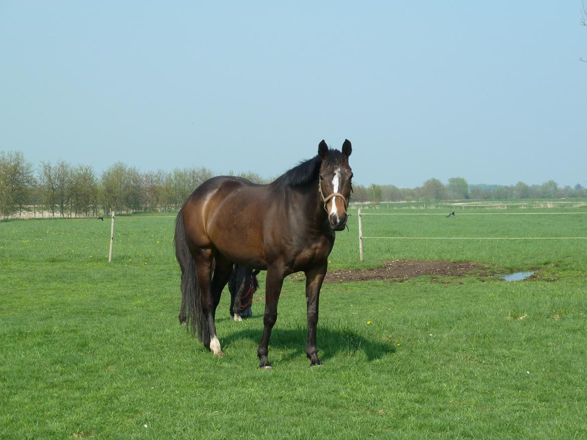 Anden særlig race Rosalin billede 4