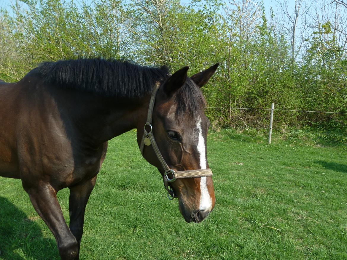 Anden særlig race Rosalin billede 5
