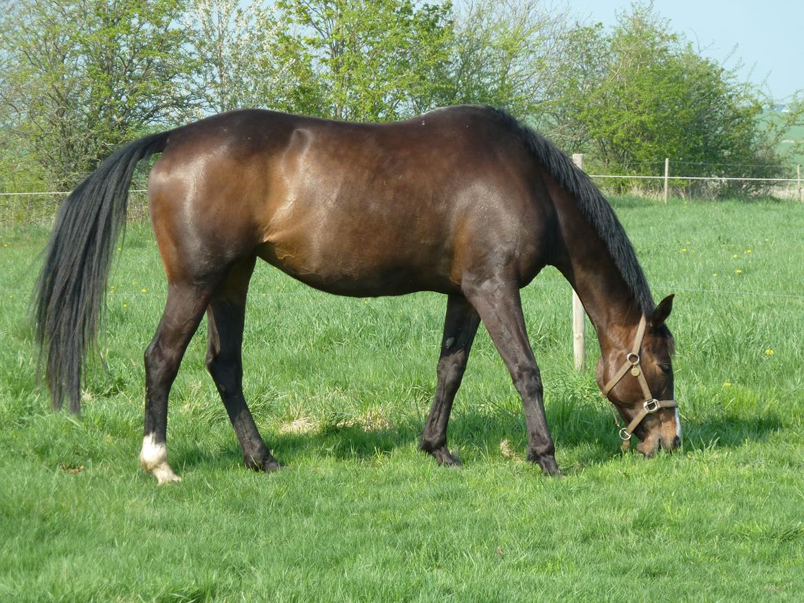 Anden særlig race Rosalin billede 7