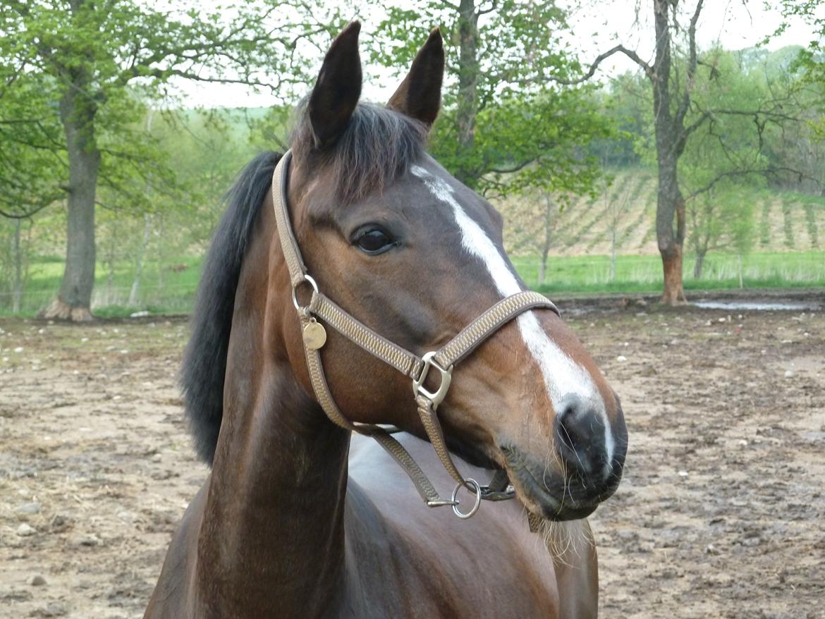 Anden særlig race Rosalin billede 1