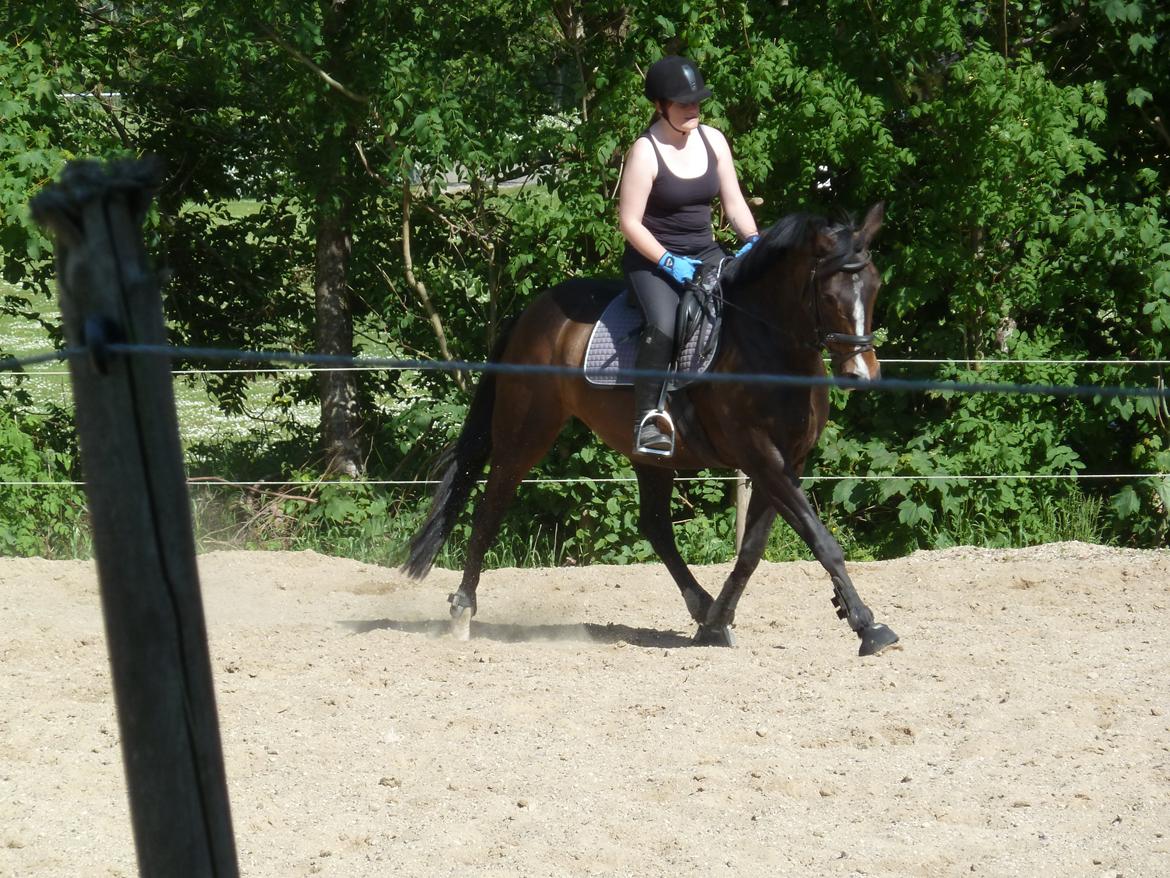 Anden særlig race Rosalin billede 8