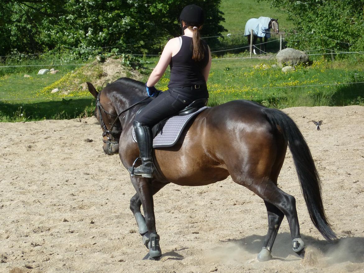 Anden særlig race Rosalin billede 9