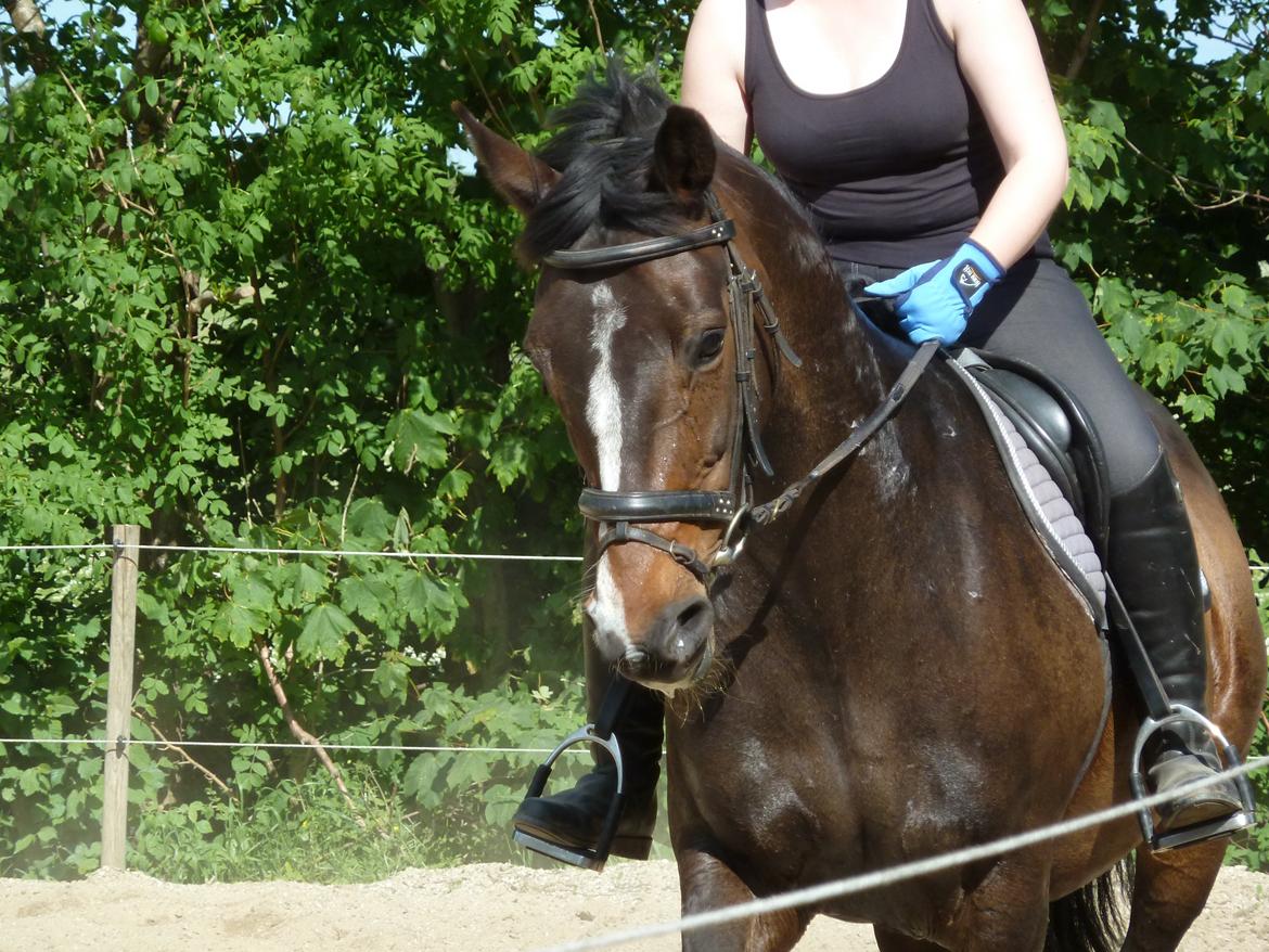 Anden særlig race Rosalin billede 10