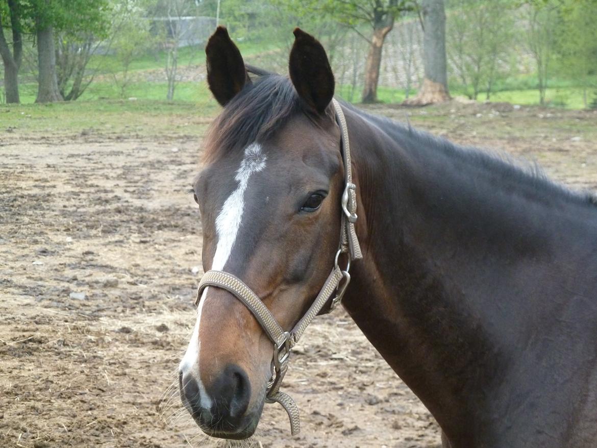 Anden særlig race Rosalin billede 6