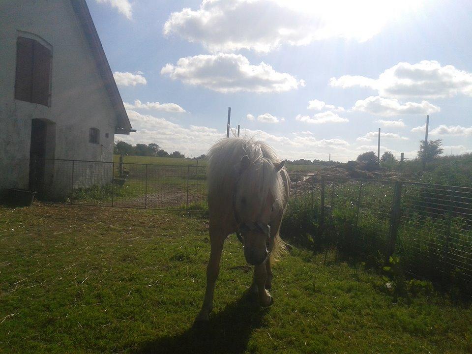 Islænder dagfari fra tøndborg - lige fået ham hjem billede 3