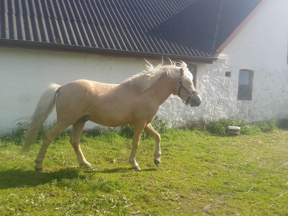 Islænder dagfari fra tøndborg - lige fået ham hjem billede 4