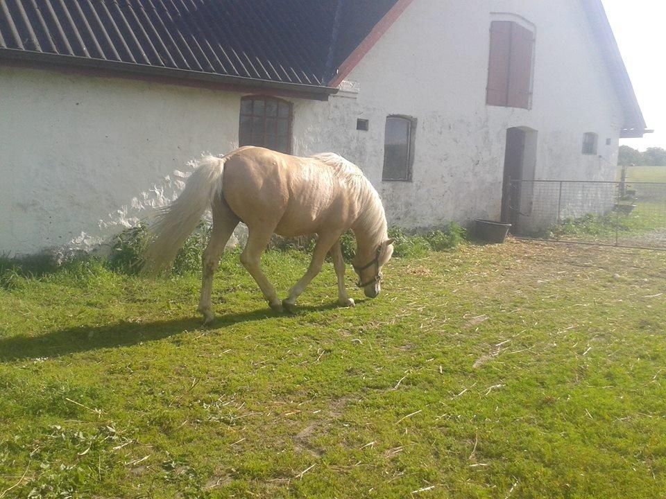 Islænder dagfari fra tøndborg - lige fået ham hjem billede 5
