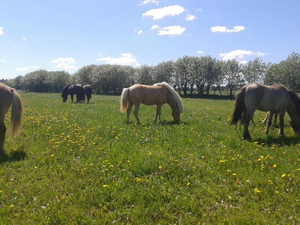 Islænder dagfari fra tøndborg - på hingstefolden hos stutteri tøndborg billede 6