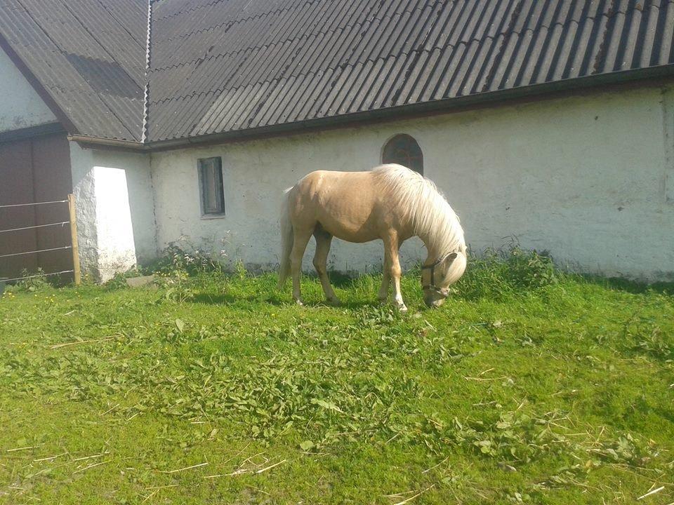 Islænder dagfari fra tøndborg - lige fået ham hjem billede 7