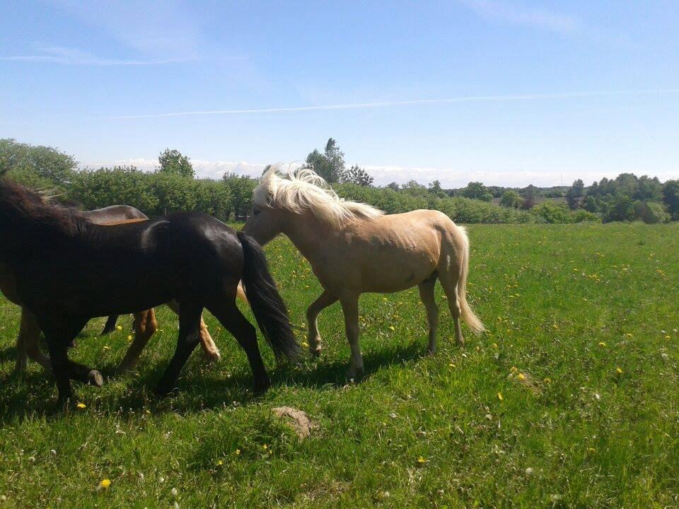 Islænder dagfari fra tøndborg - på hingstefolden hos stutteri tøndborg billede 8