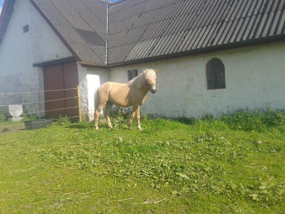 Islænder dagfari fra tøndborg - lige fået ham hjem billede 9