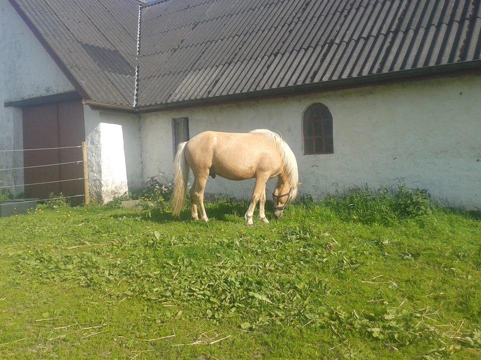 Islænder dagfari fra tøndborg - lige fået ham hjem billede 10