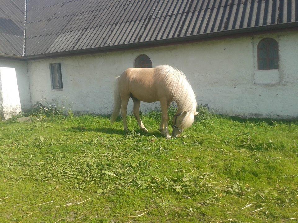 Islænder dagfari fra tøndborg - lige fået ham hjem billede 2