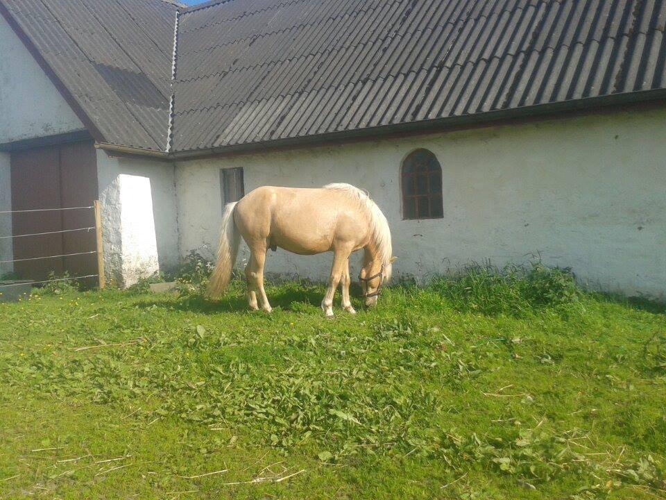 Islænder dagfari fra tøndborg - lige fået ham hjem billede 11
