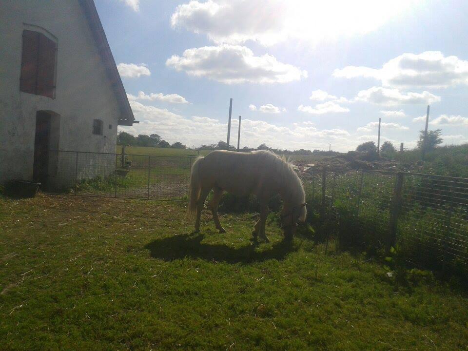 Islænder dagfari fra tøndborg - lige fået ham hjem billede 12