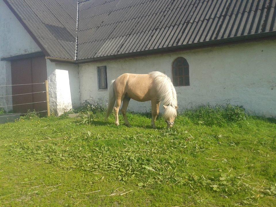 Islænder dagfari fra tøndborg - lige fået ham hjem billede 13