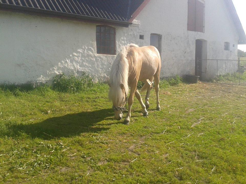 Islænder dagfari fra tøndborg - lige fået ham hjem billede 14