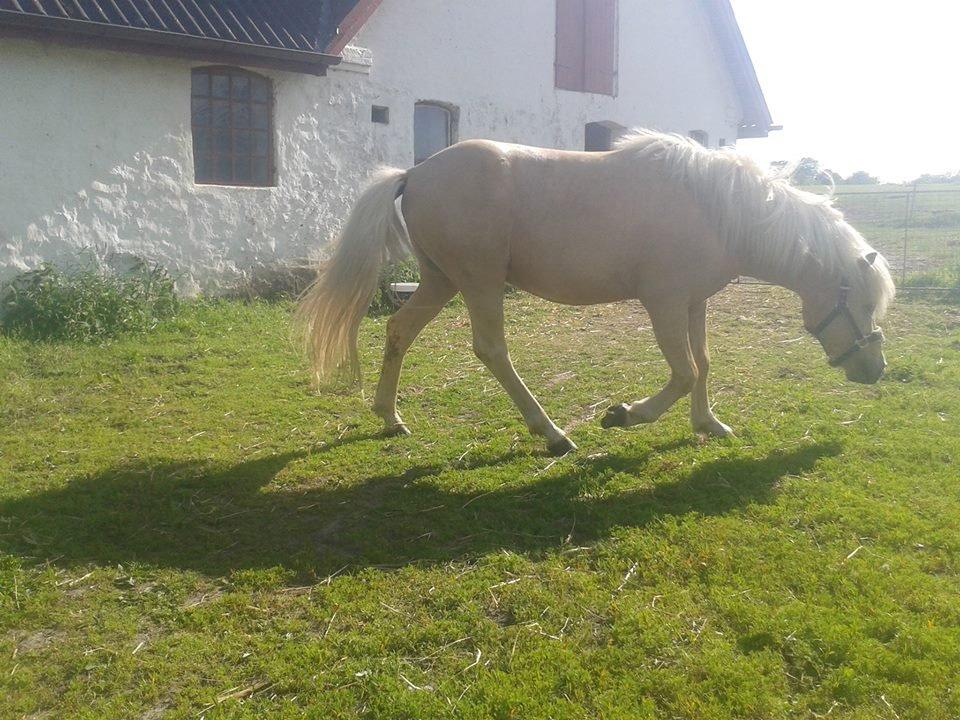 Islænder dagfari fra tøndborg - lige fået ham hjem billede 15