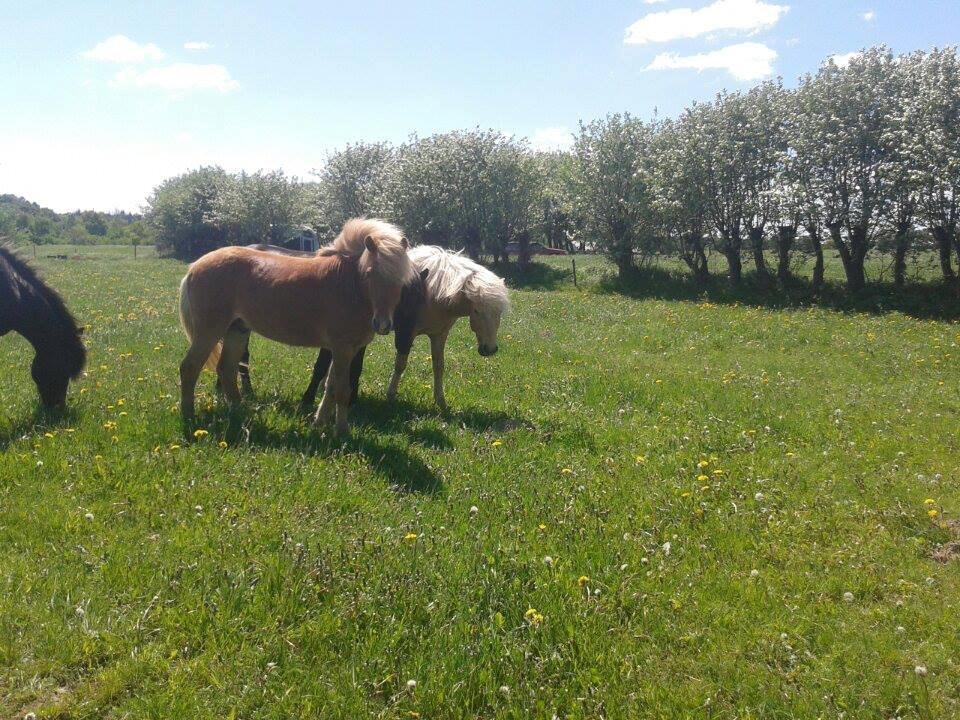 Islænder dagfari fra tøndborg - på hingstefolden hos stutteri tøndborg billede 16