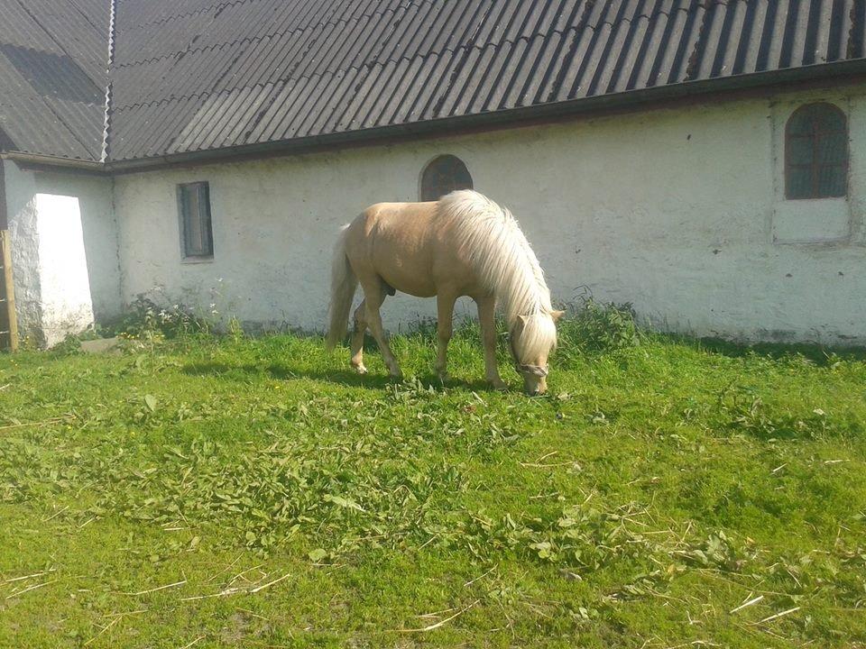 Islænder dagfari fra tøndborg - lige fået ham hjem billede 17
