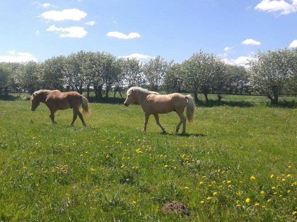Islænder dagfari fra tøndborg - på hingstefolden hos stutteri tøndborg billede 18
