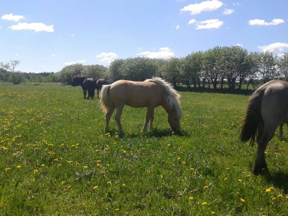 Islænder dagfari fra tøndborg - på hingstefolden hos stutteri tøndborg billede 19