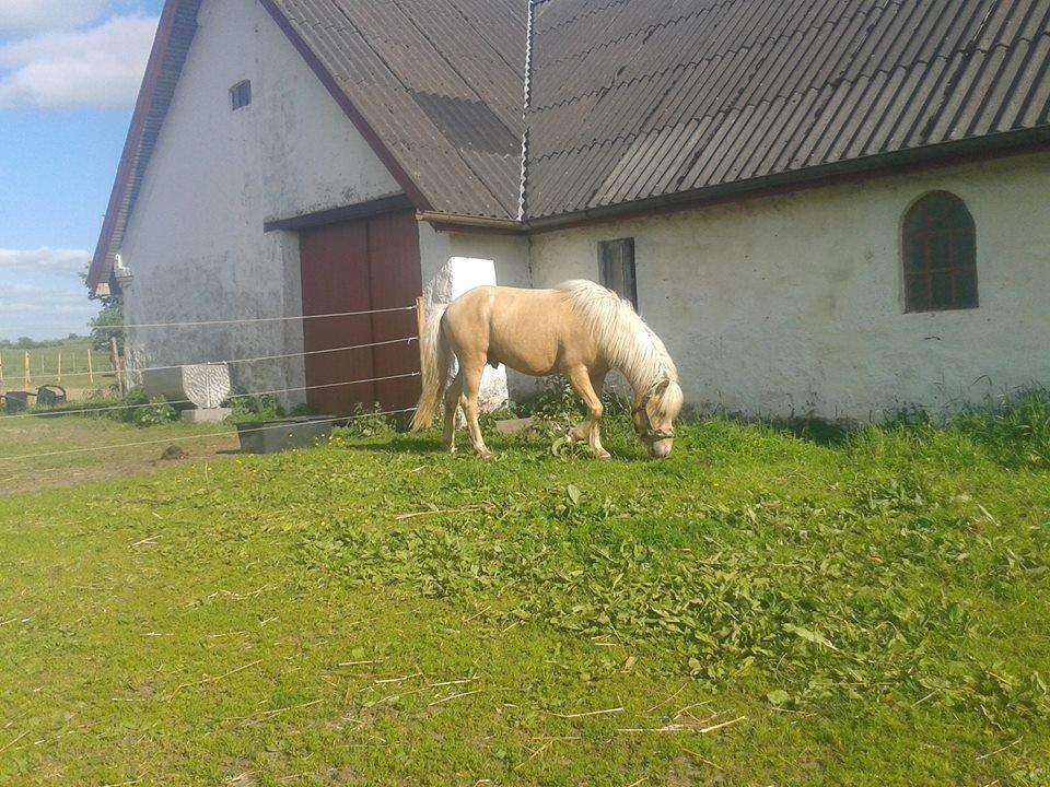 Islænder dagfari fra tøndborg - lige fået ham hjem billede 20