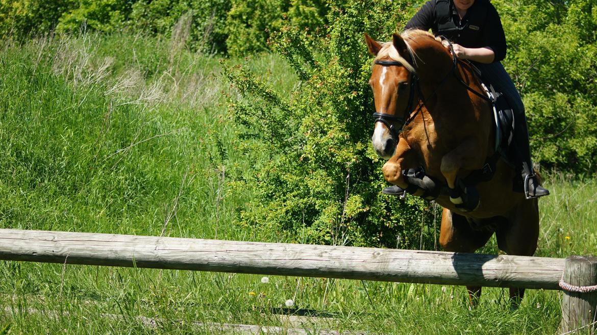 Anden særlig race Klosterhedens Talisman - Terrænspring billede 13