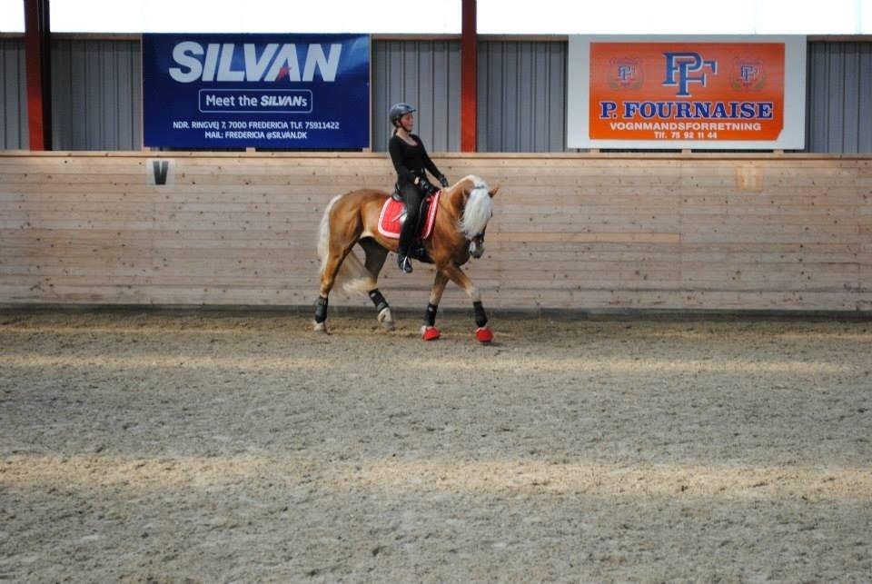 Haflinger William hah19 billede 2