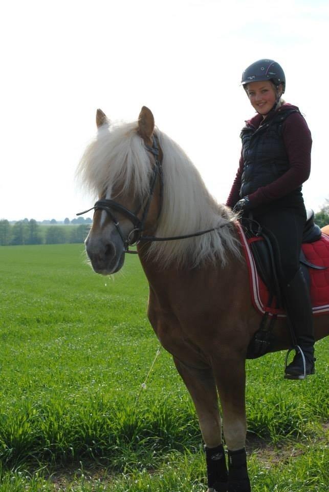 Haflinger William hah19 billede 5