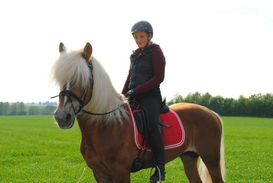 Haflinger William hah19 billede 7