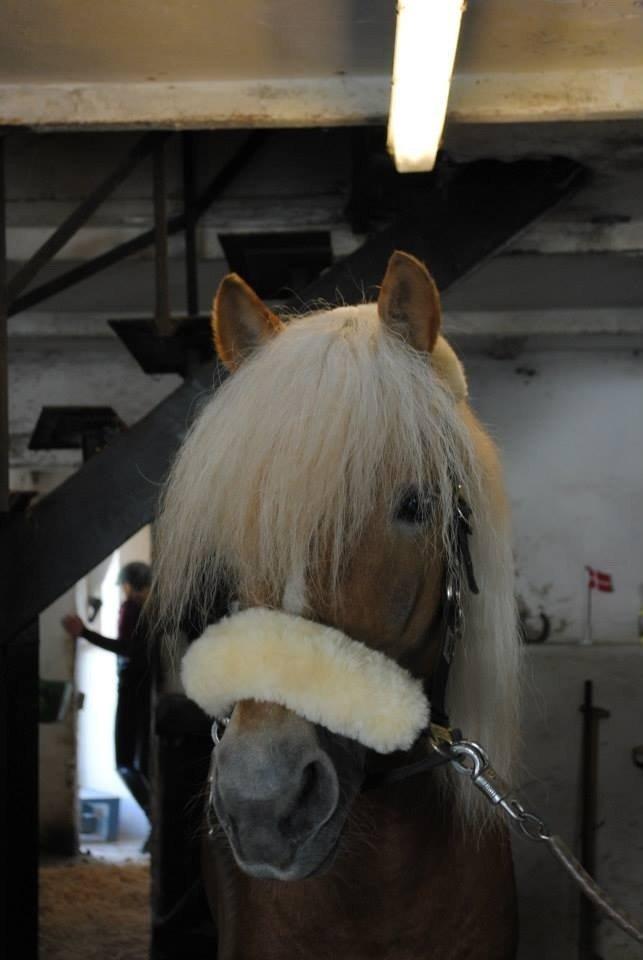 Haflinger William hah19 billede 11