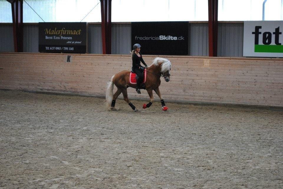 Haflinger William hah19 billede 12