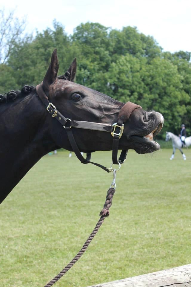 Anden særlig race Fie * My soulmate* <3 - Hun syntes selv hun har været ret god ;-) hæhæ hvor er hun bare sød! <3  billede 1