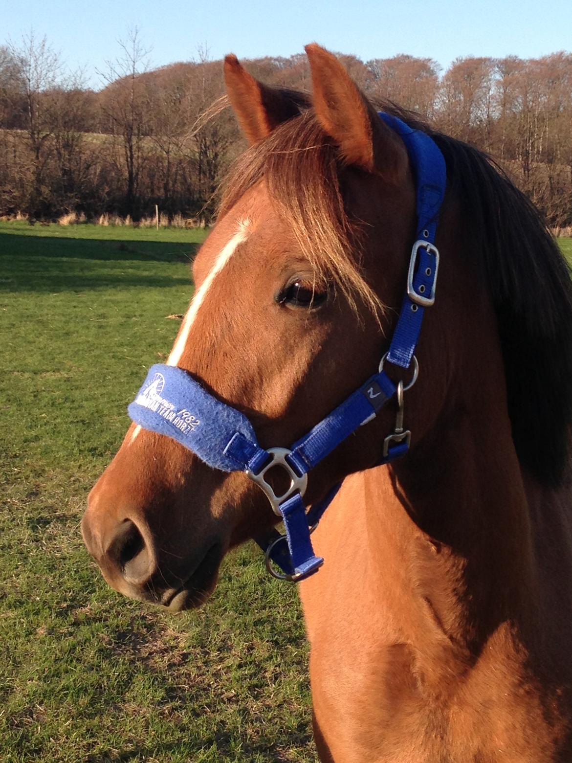 Pinto Aya Jane á jungshoved SOLGT billede 1