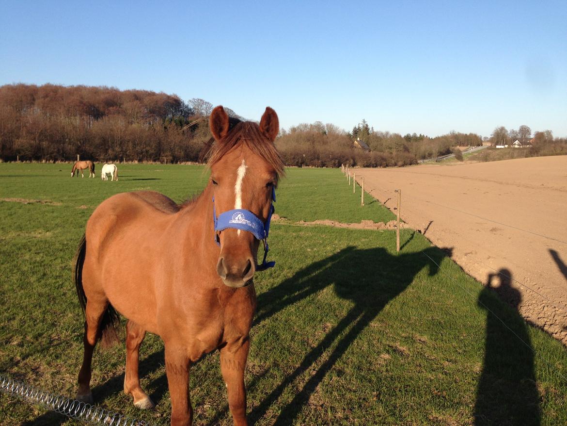 Pinto Aya Jane á jungshoved SOLGT billede 2