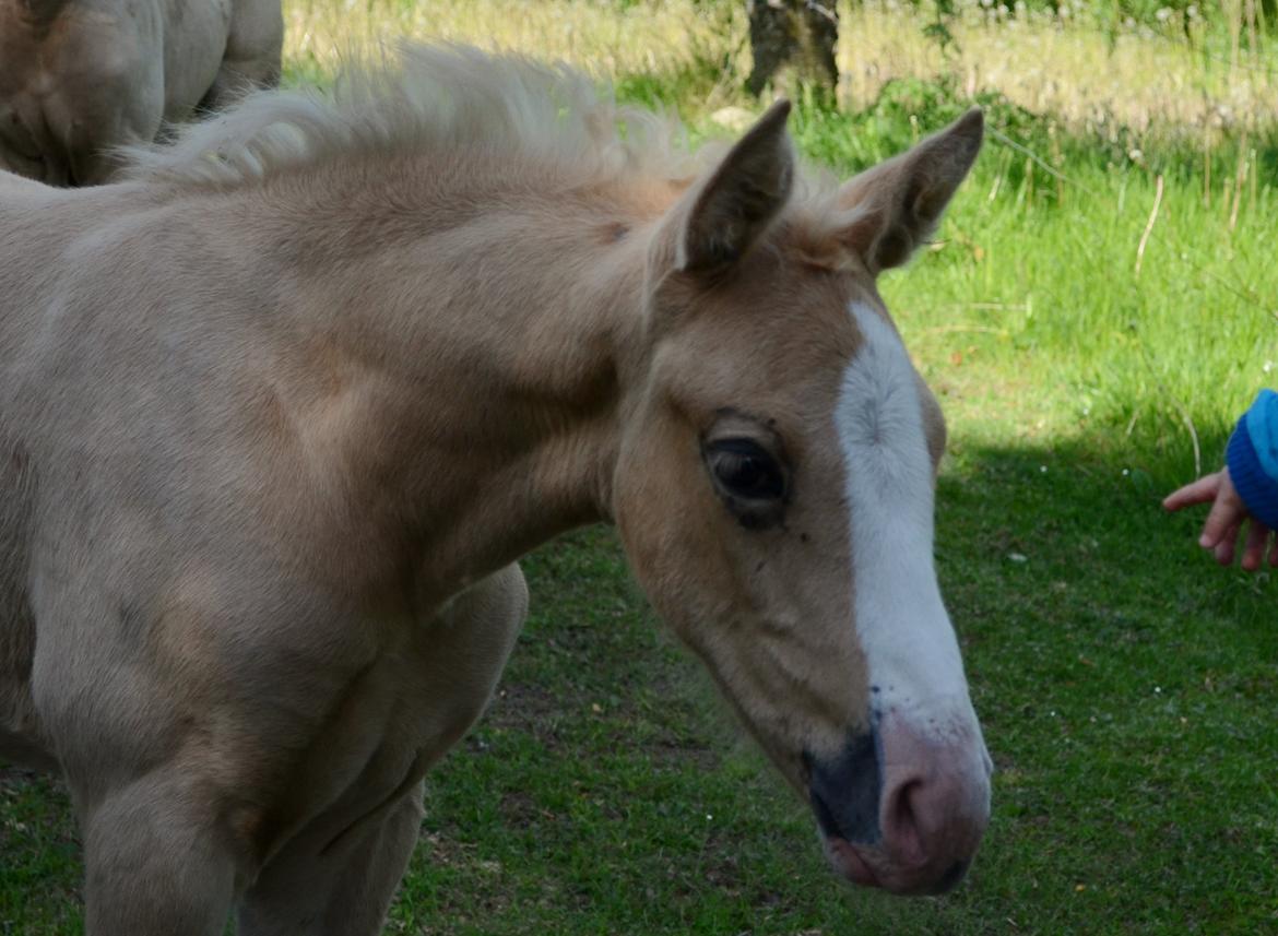 Palomino Søvangs Miss Dior billede 1