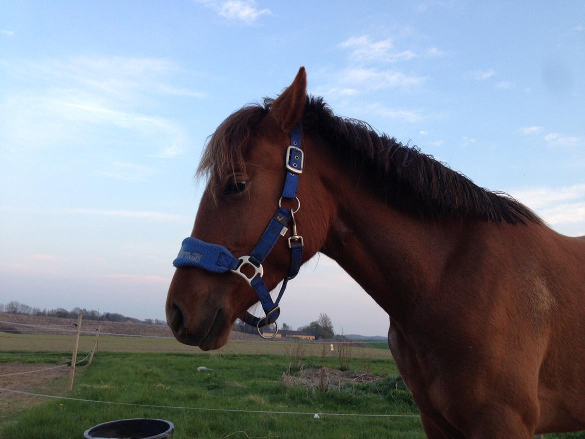 Pinto Aya Jane á jungshoved SOLGT billede 3