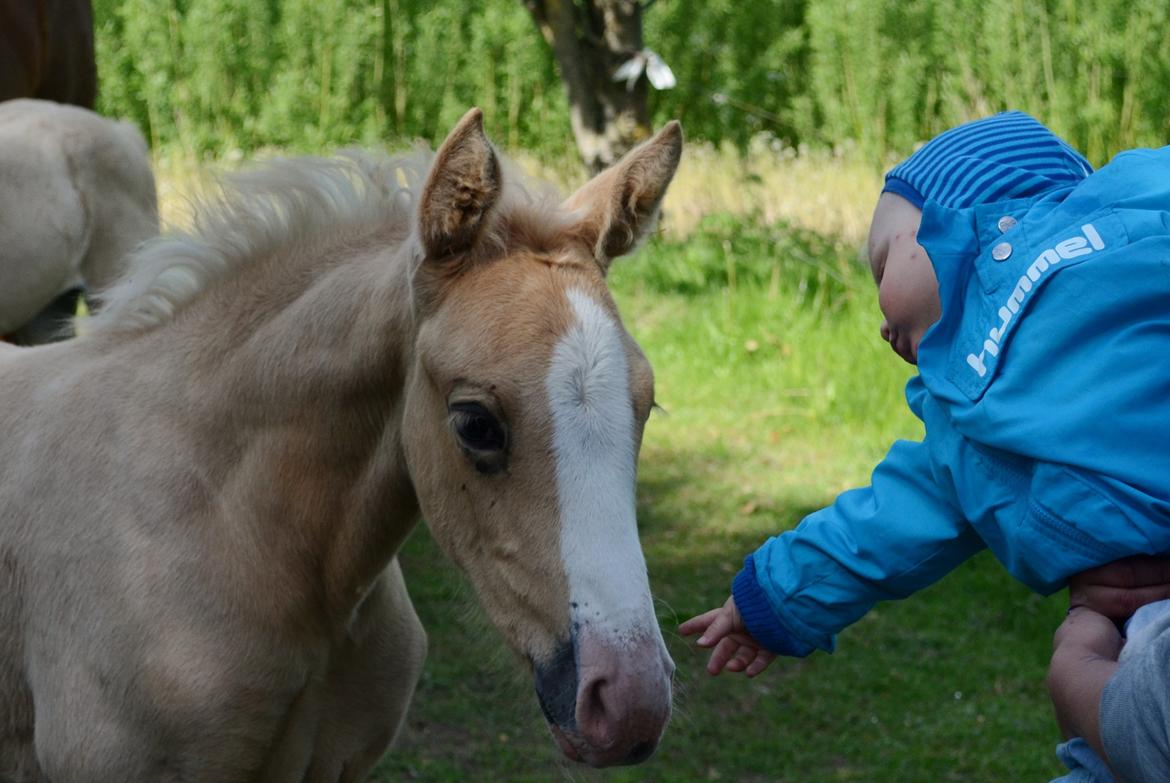 Palomino Søvangs Miss Dior billede 2